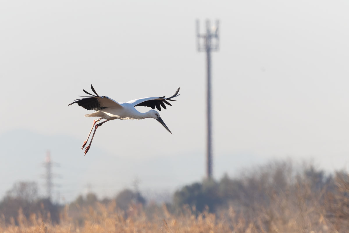 渡良瀬遊水地のコウノトリ