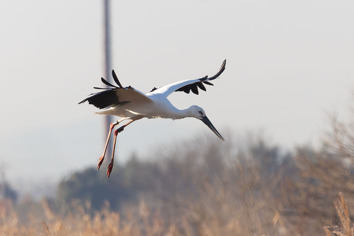 渡良瀬遊水地のコウノトリ