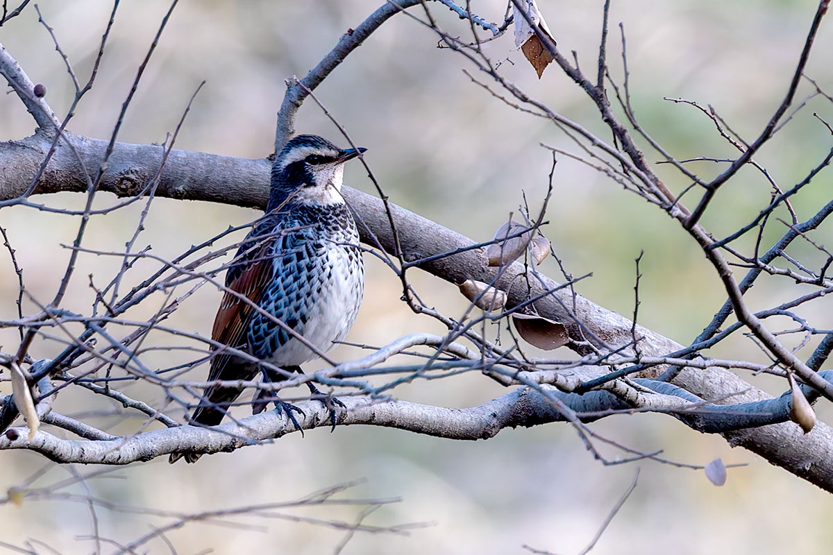 ふれあい松戸川のツグミ