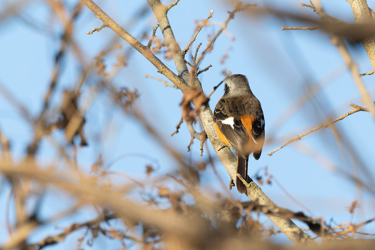 渡良瀬遊水地のジョウビタキ