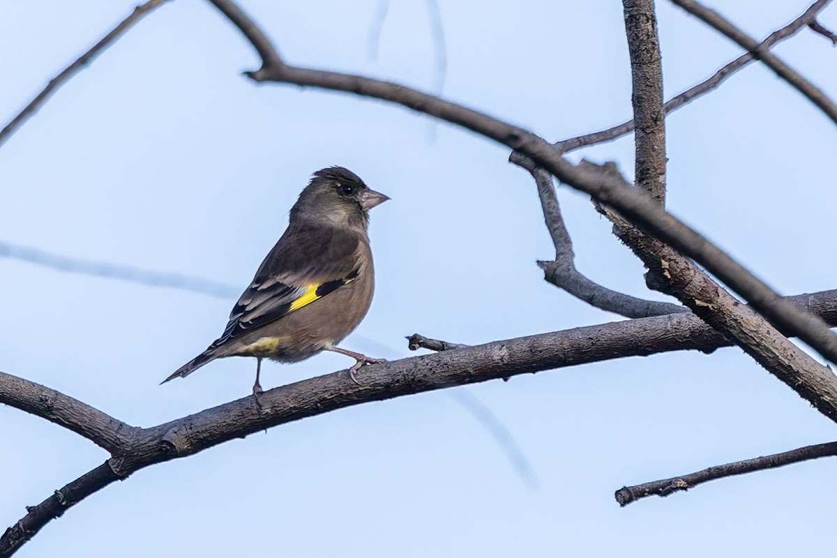 ふれあい松戸川のカワラヒワ