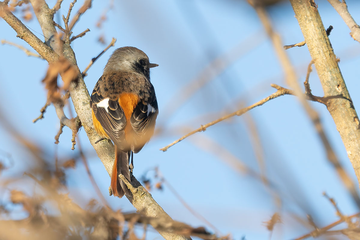 渡良瀬遊水地のジョウビタキ