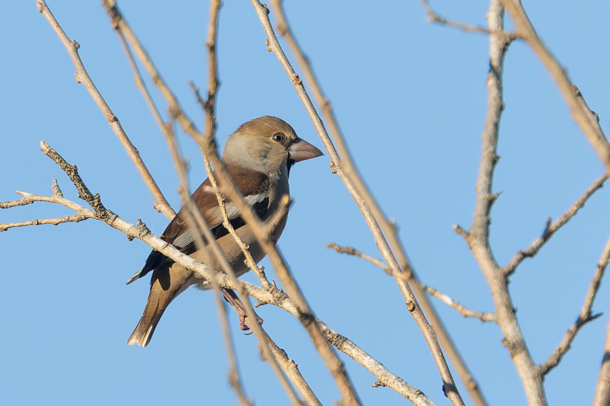 渡良瀬遊水地のシメ