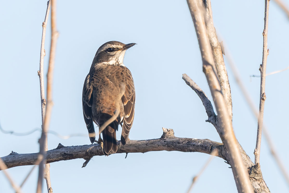 渡良瀬遊水地のツグミ
