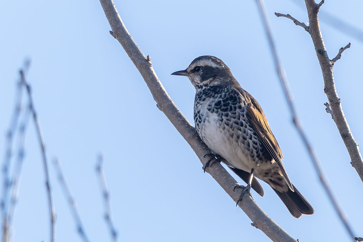 渡良瀬遊水地のツグミ