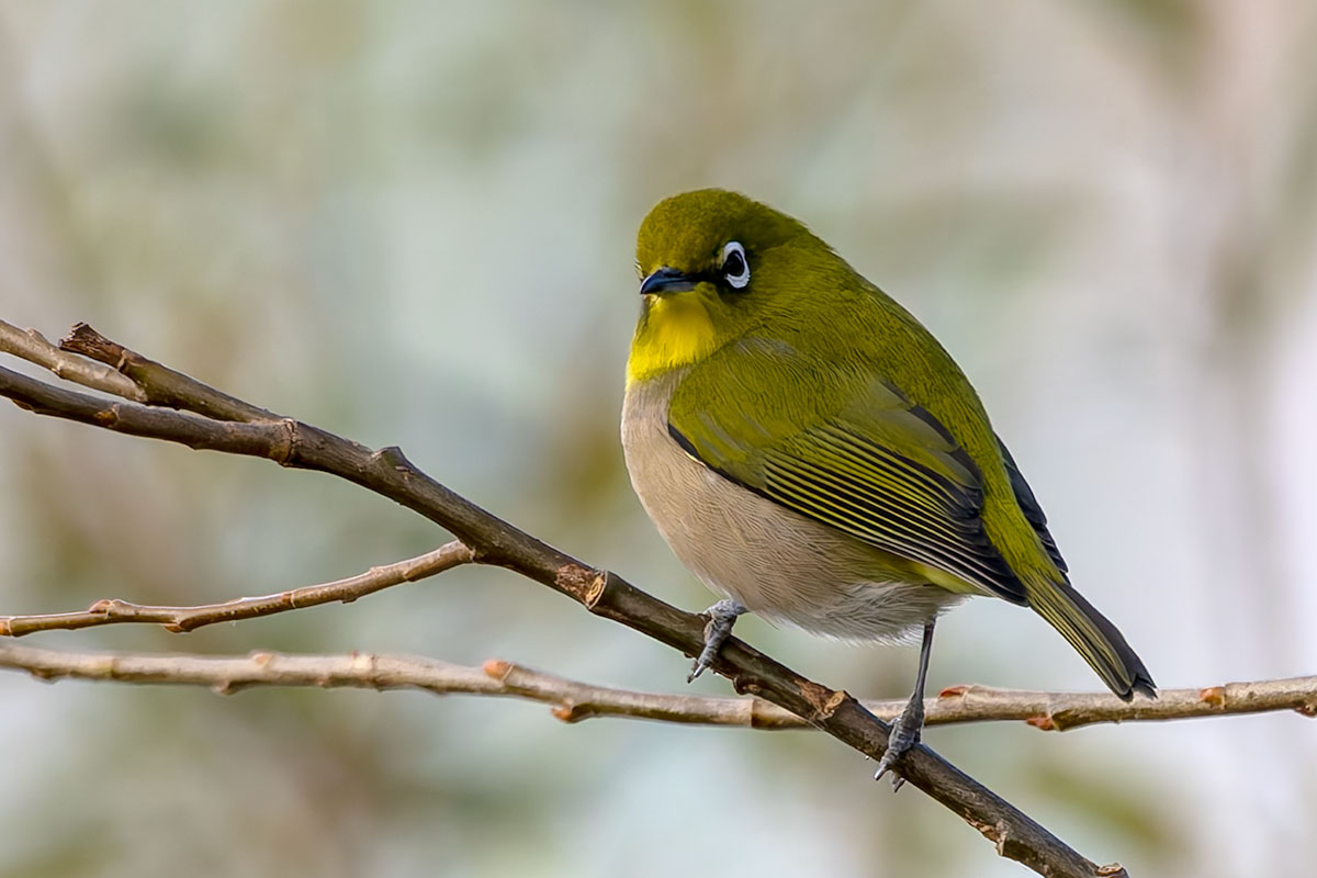 ふれあい松戸川のメジロ