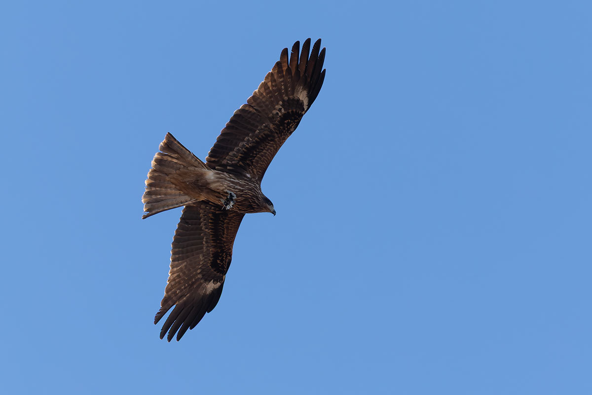 渡良瀬遊水地のトビ