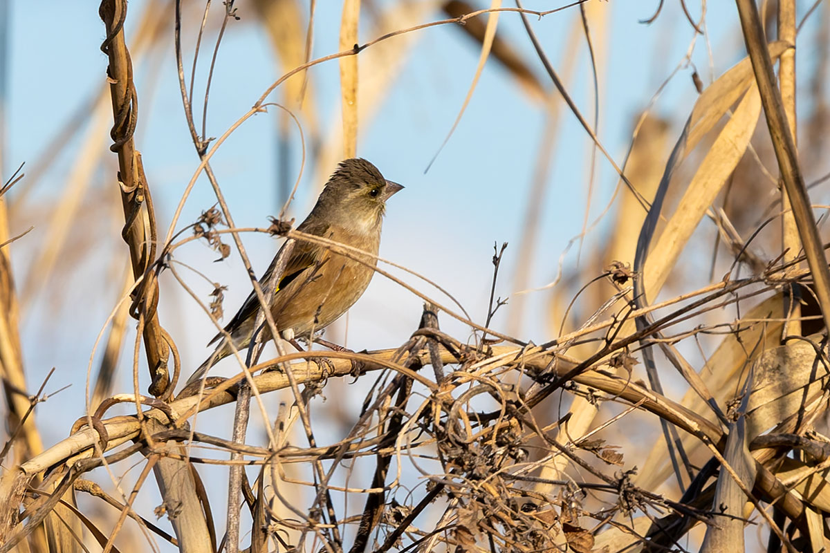 渡良瀬遊水地のカワラヒワ