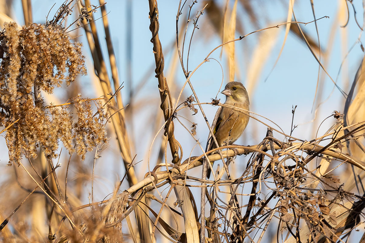 渡良瀬遊水地のカワラヒワ