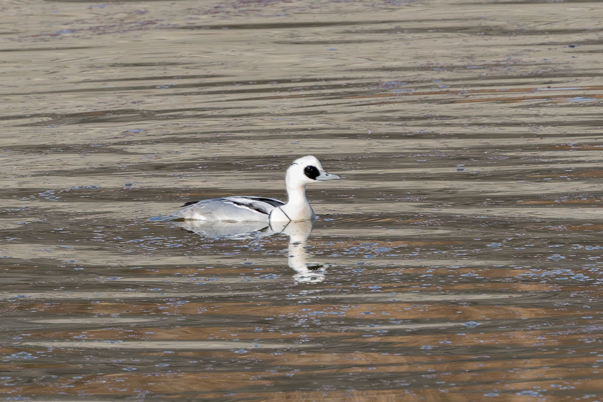 渡良瀬遊水地のミコアイサ