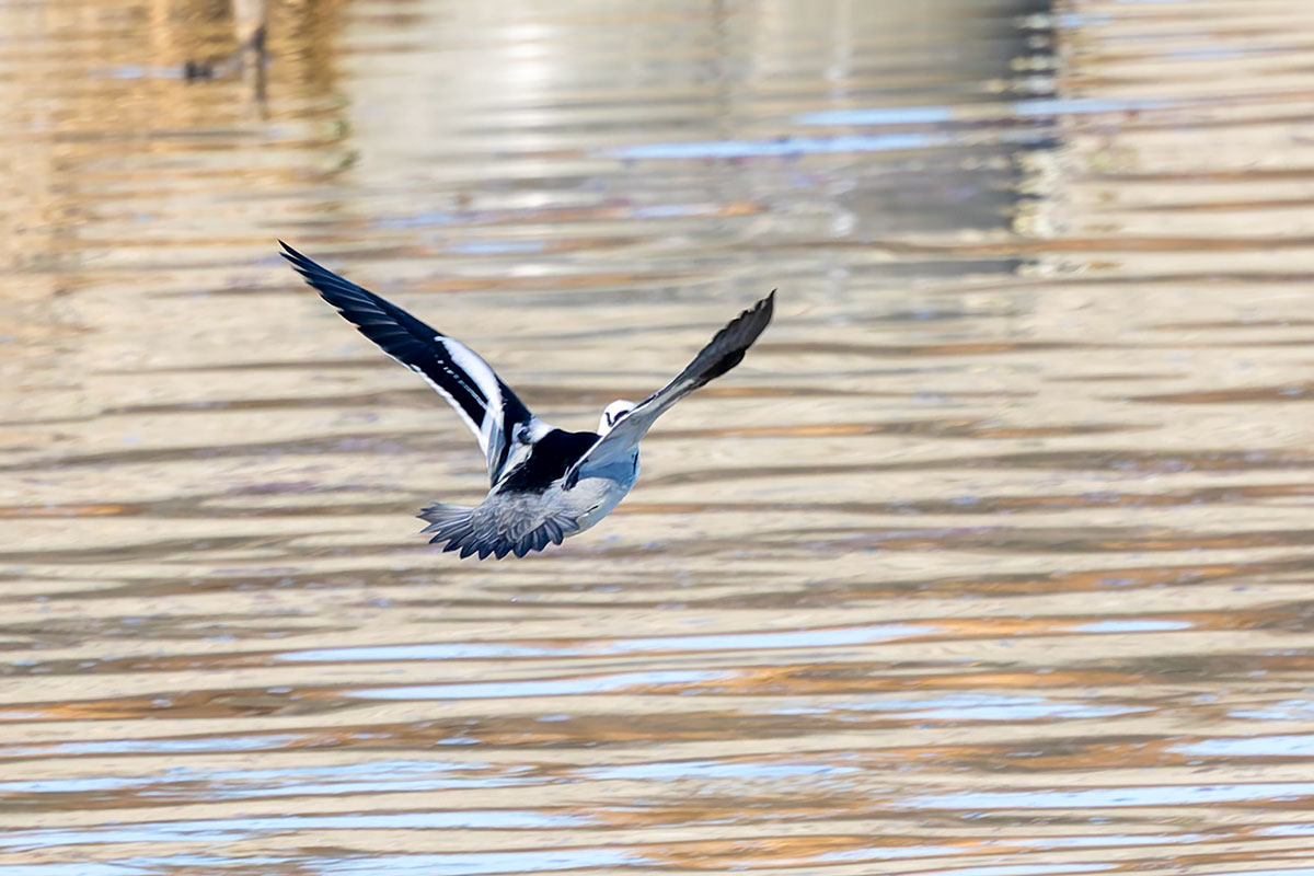 渡良瀬遊水地のミコアイサ