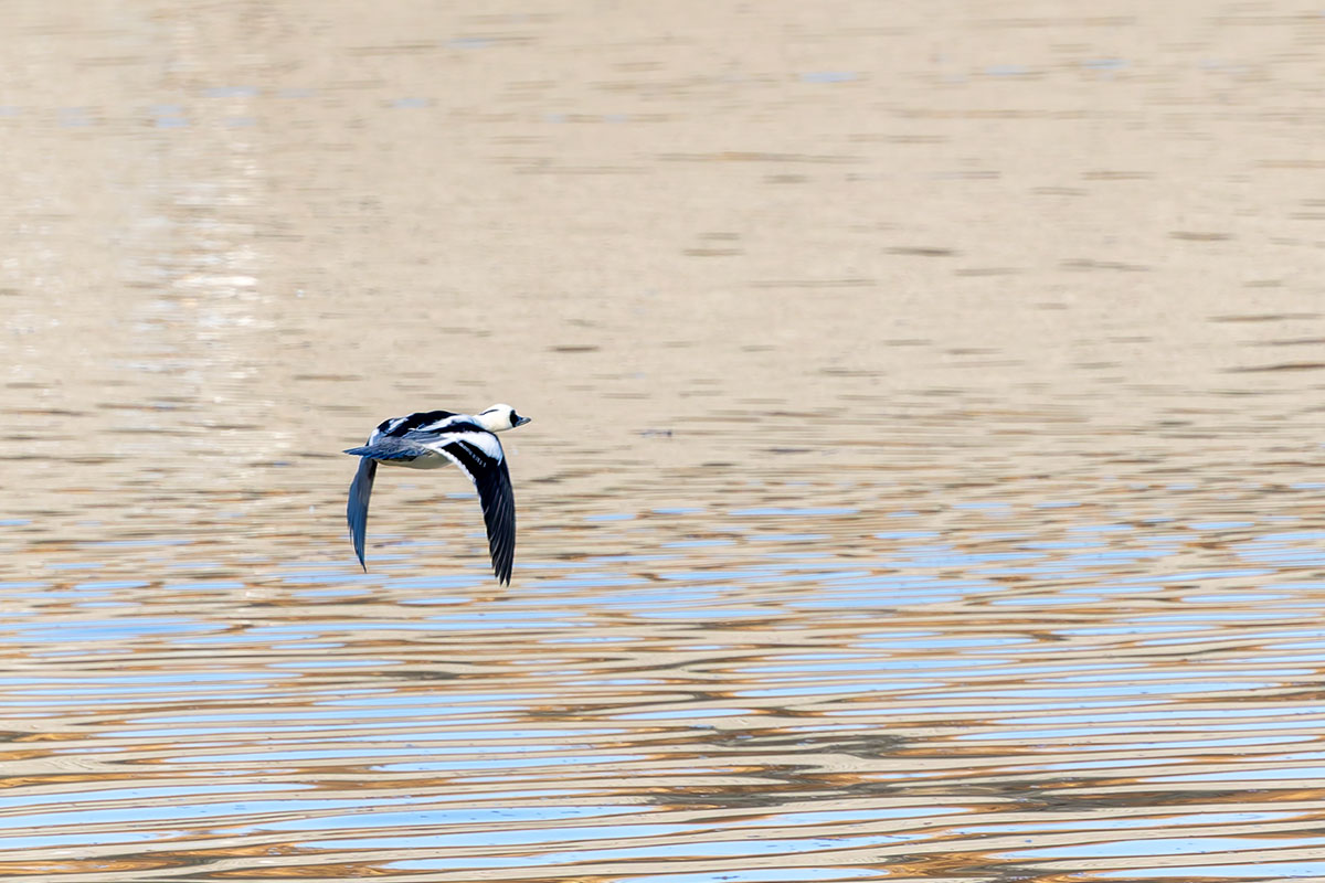 渡良瀬遊水地のミコアイサ