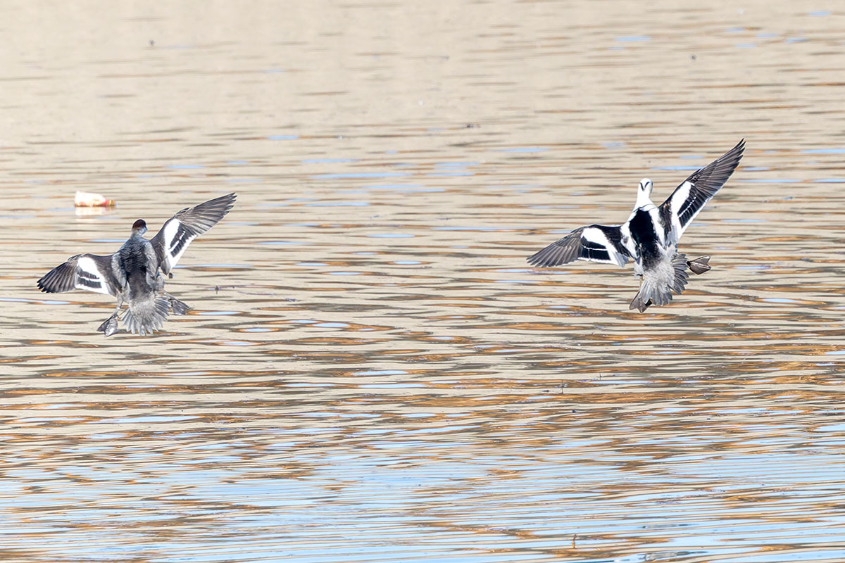 渡良瀬遊水地のミコアイサ