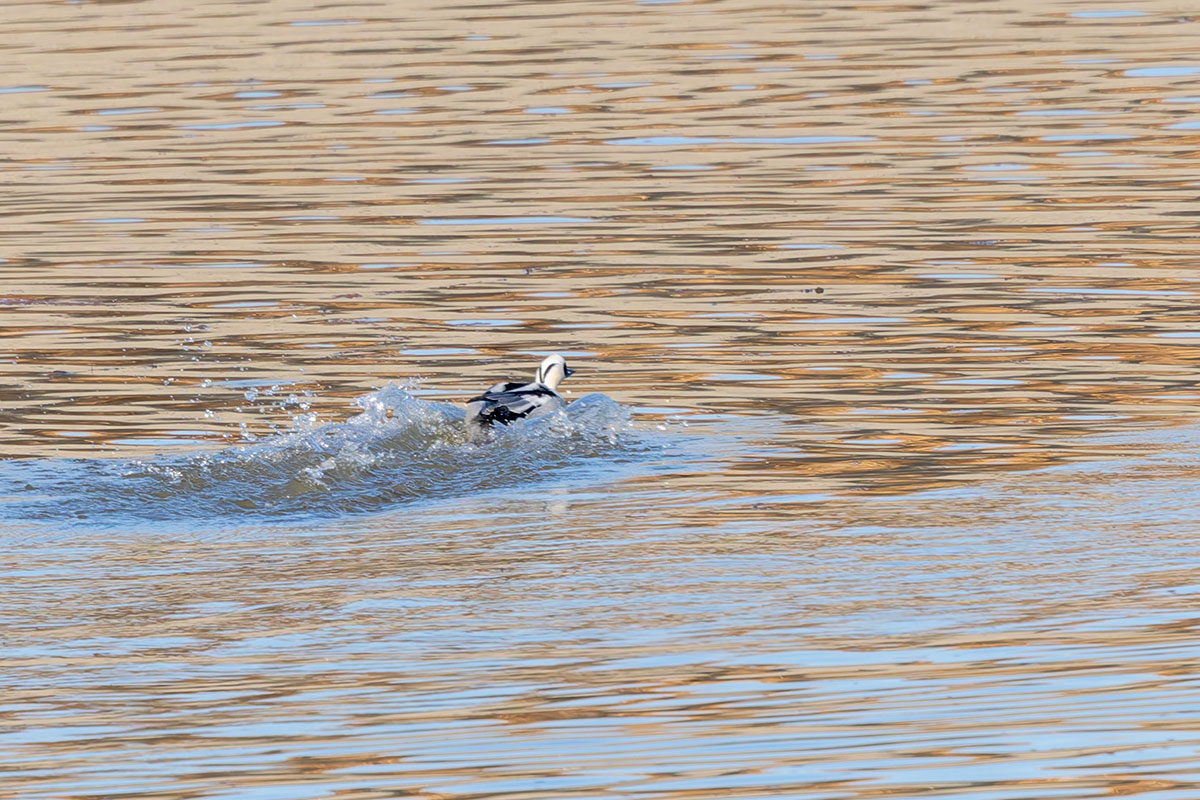 渡良瀬遊水地のミコアイサ
