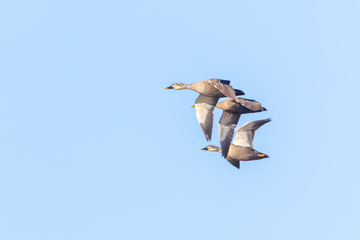 渡良瀬遊水地のカルガモ