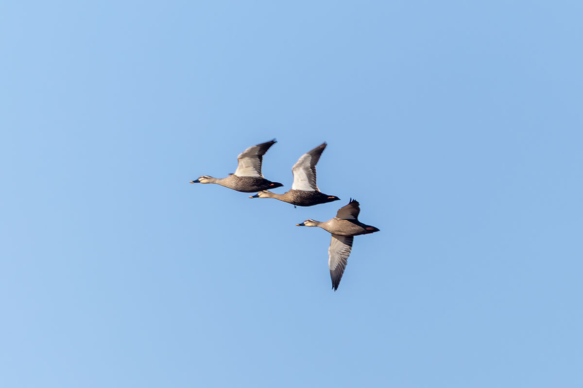 渡良瀬遊水地のカルガモ