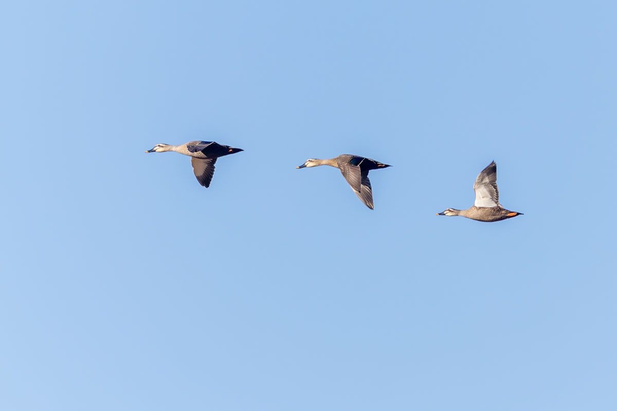 渡良瀬遊水地のカルガモ