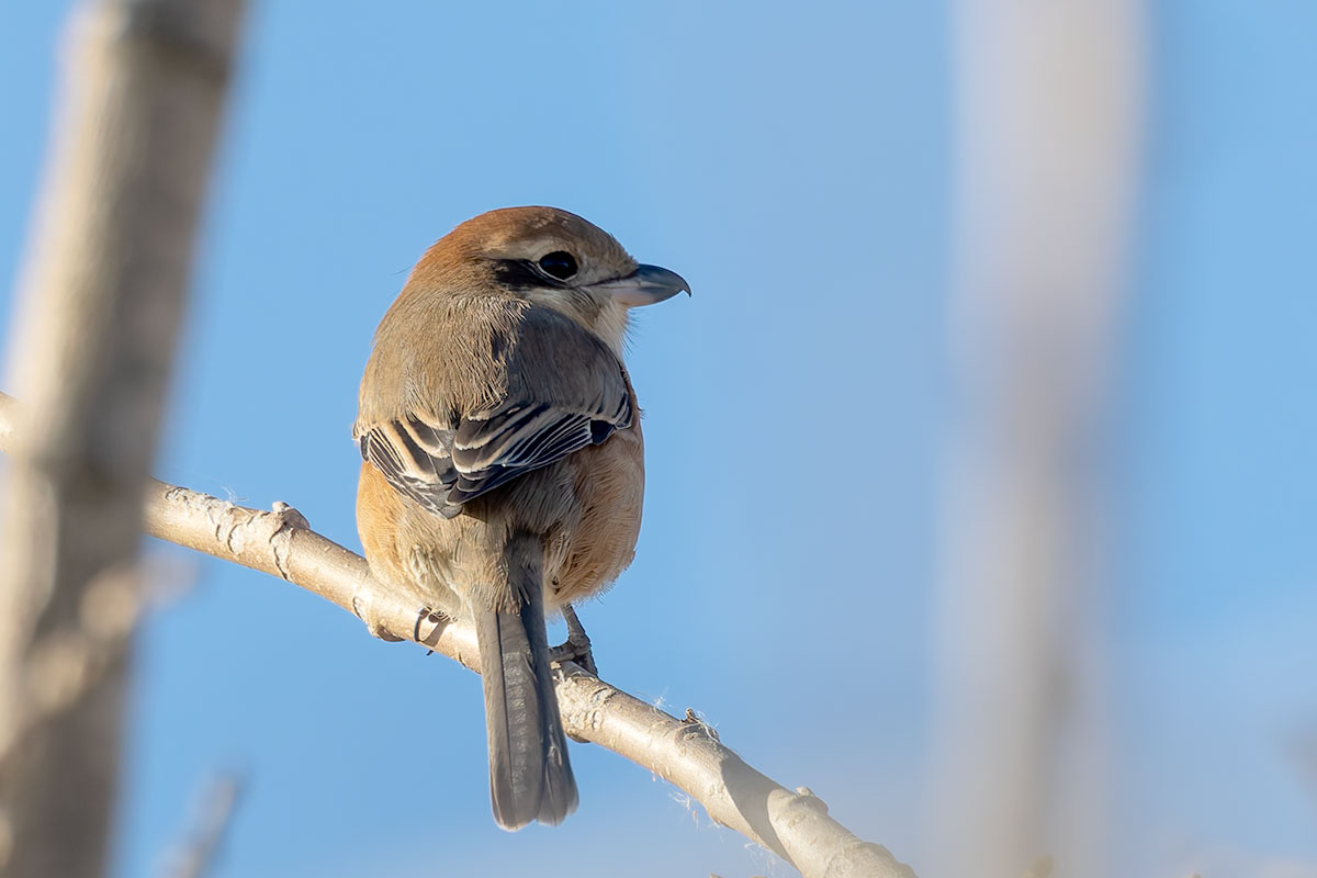 渡良瀬遊水地のモズ
