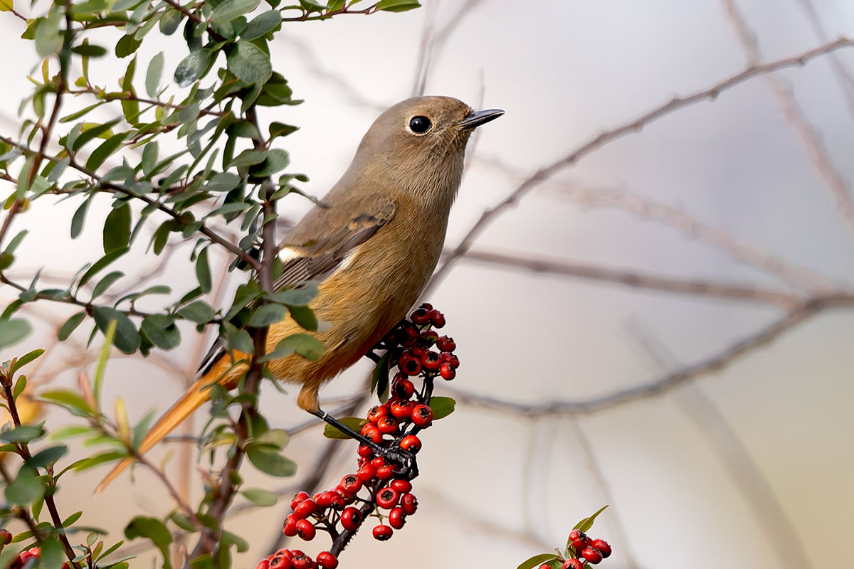 ふれあい松戸川のジョウビタキ