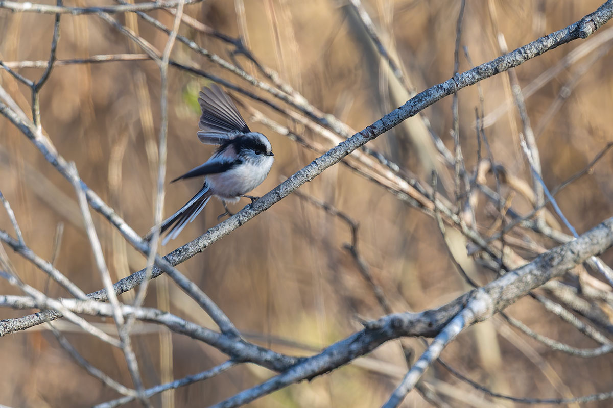 渡良瀬遊水地のエナガ