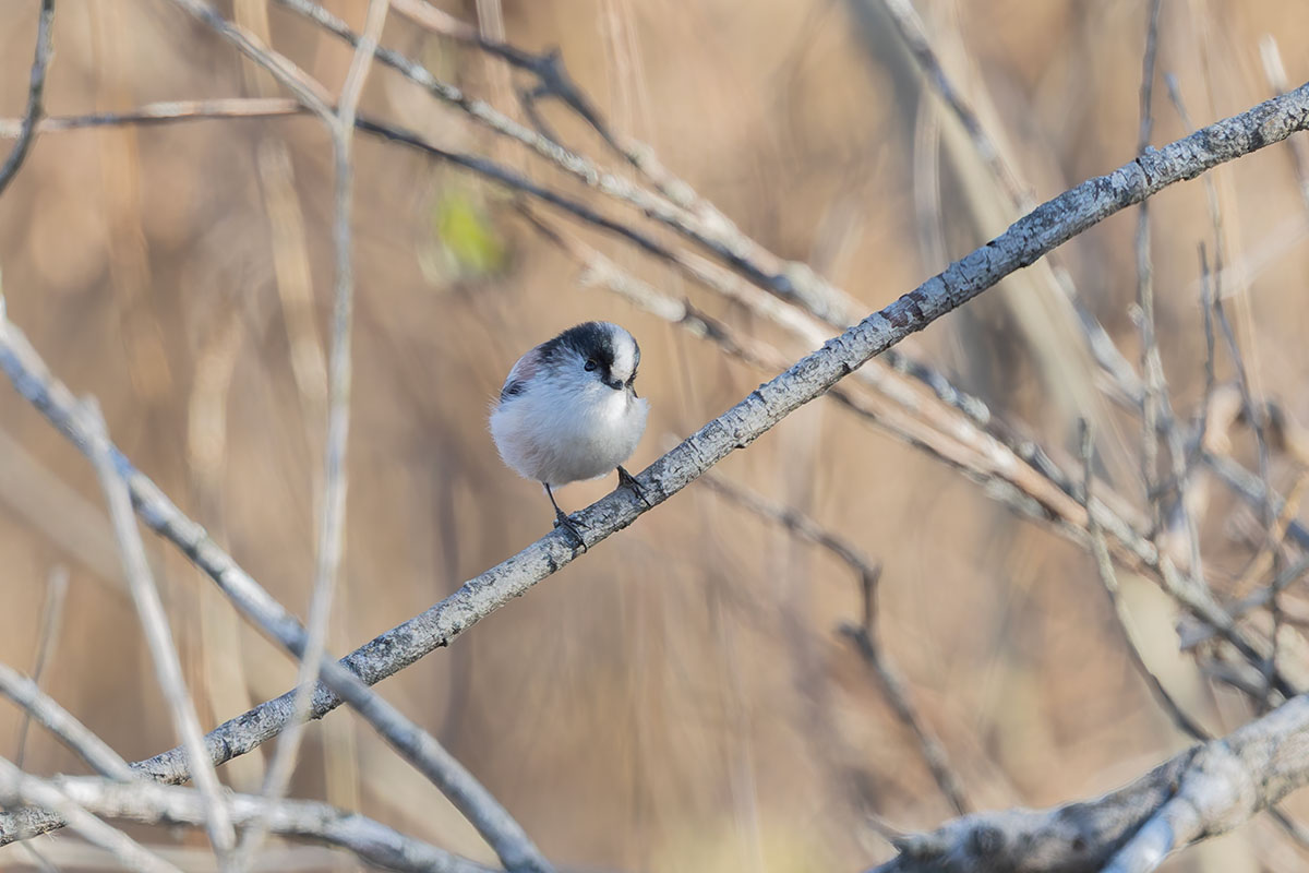 渡良瀬遊水地のエナガ