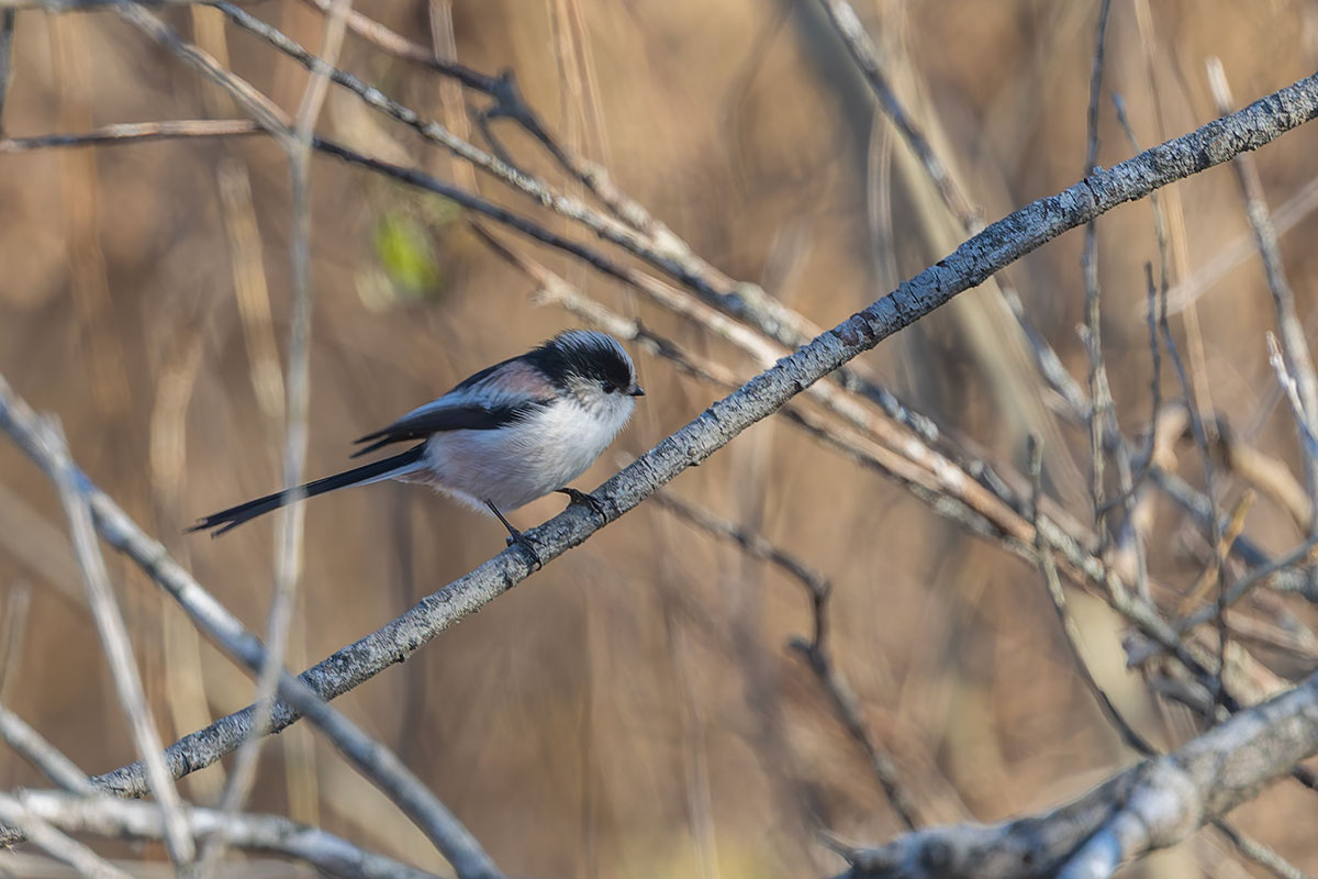 渡良瀬遊水地のエナガ
