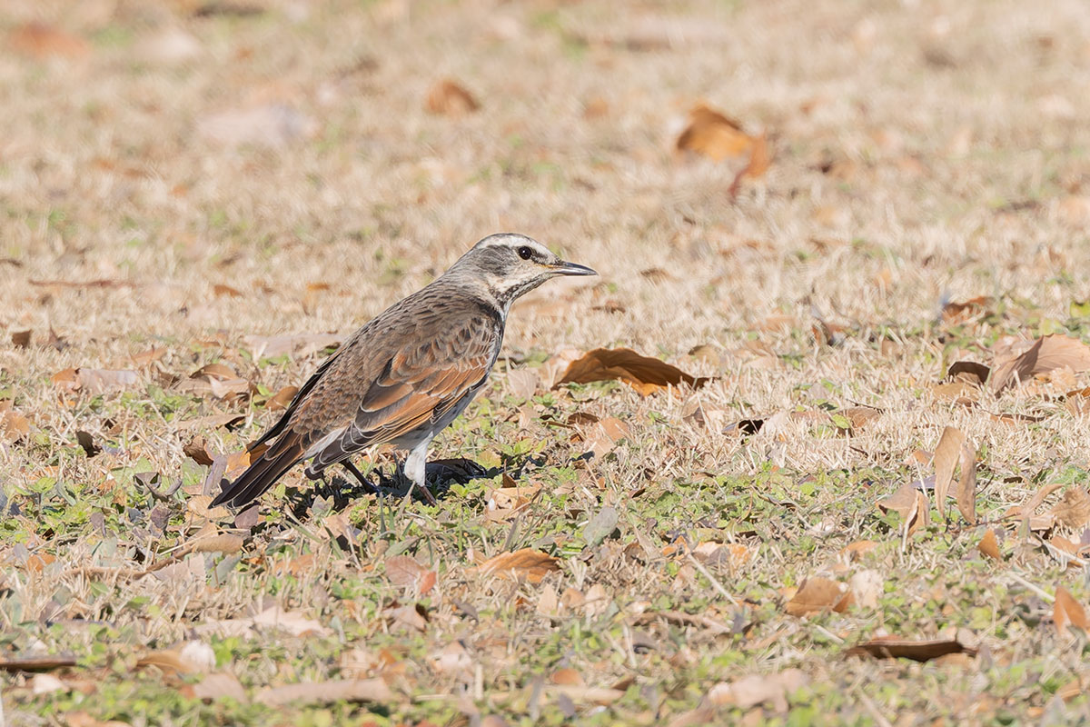 渡良瀬遊水地のツグミ
