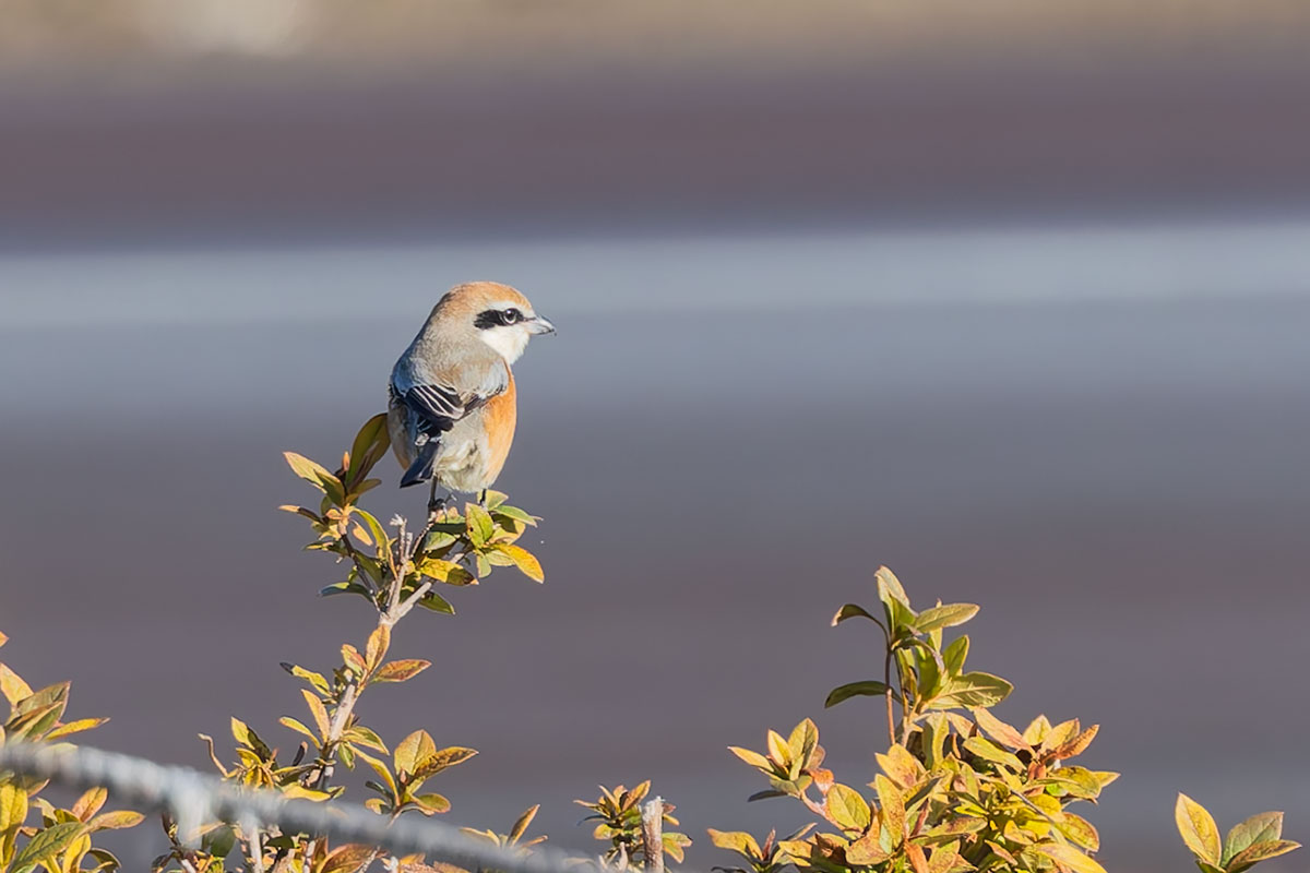ホンダエアポートのモズ