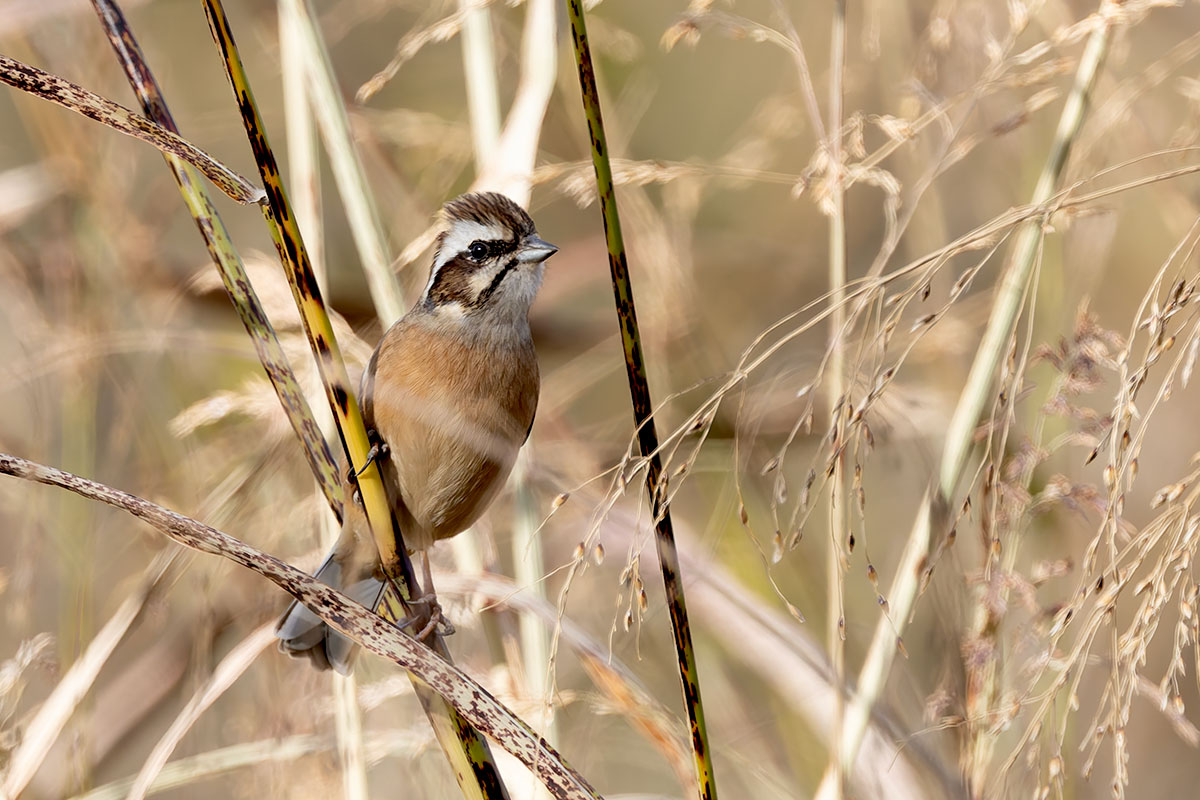 ふれあい松戸川のホオジロ