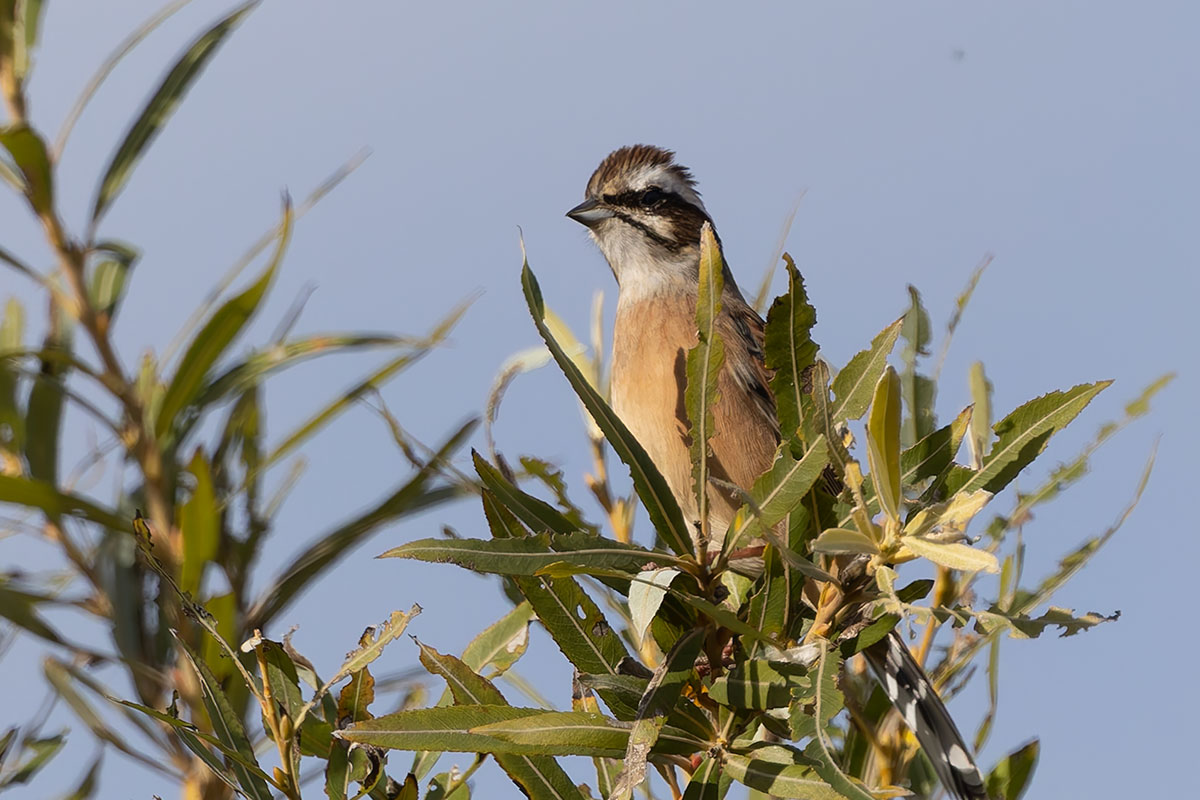 ふれあい松戸川のホオジロ