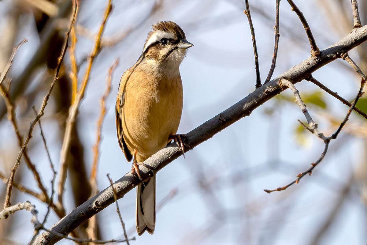 ふれあい松戸川のホオジロ