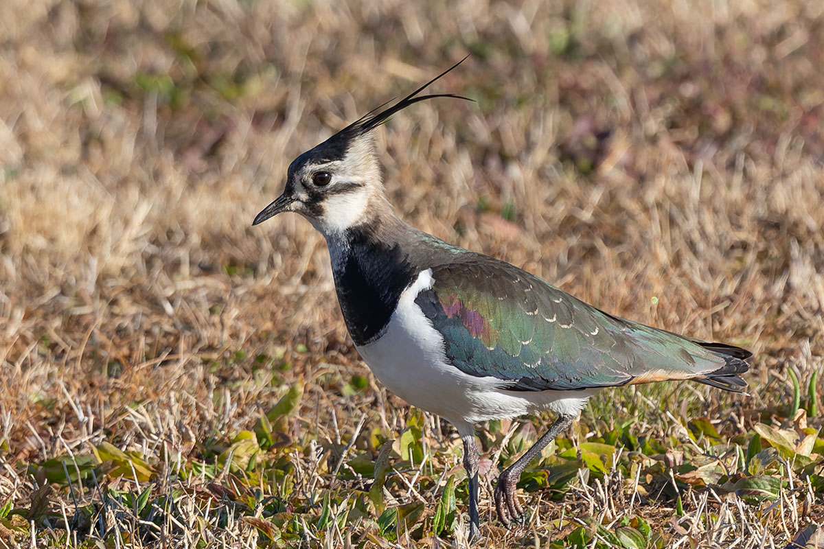 ホンダエアポートのタゲリ