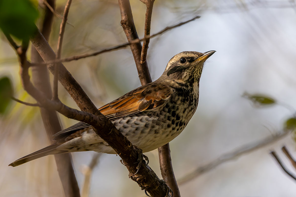 ふれあい松戸川のツグミ