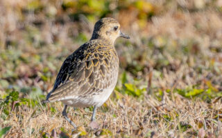 ホンダエアポートのムナグロ