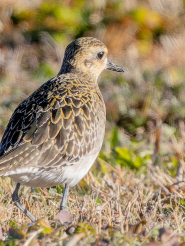 ホンダエアポートのムナグロ