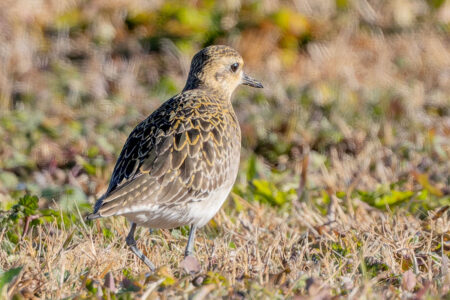 ホンダエアポートのムナグロ