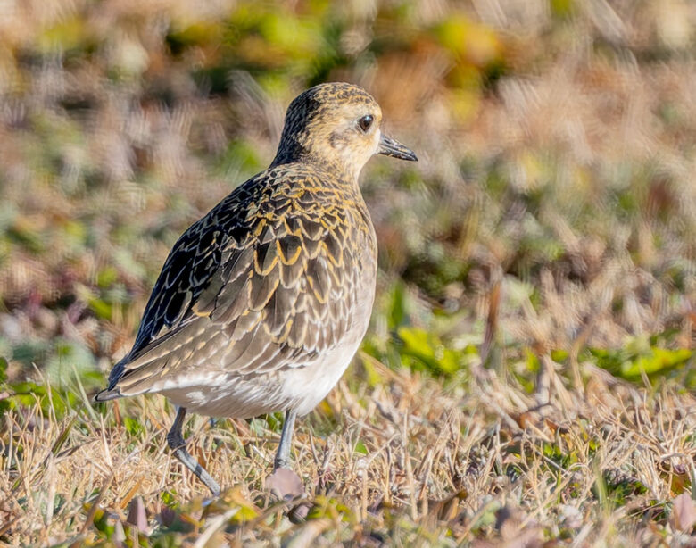 ホンダエアポートのムナグロ