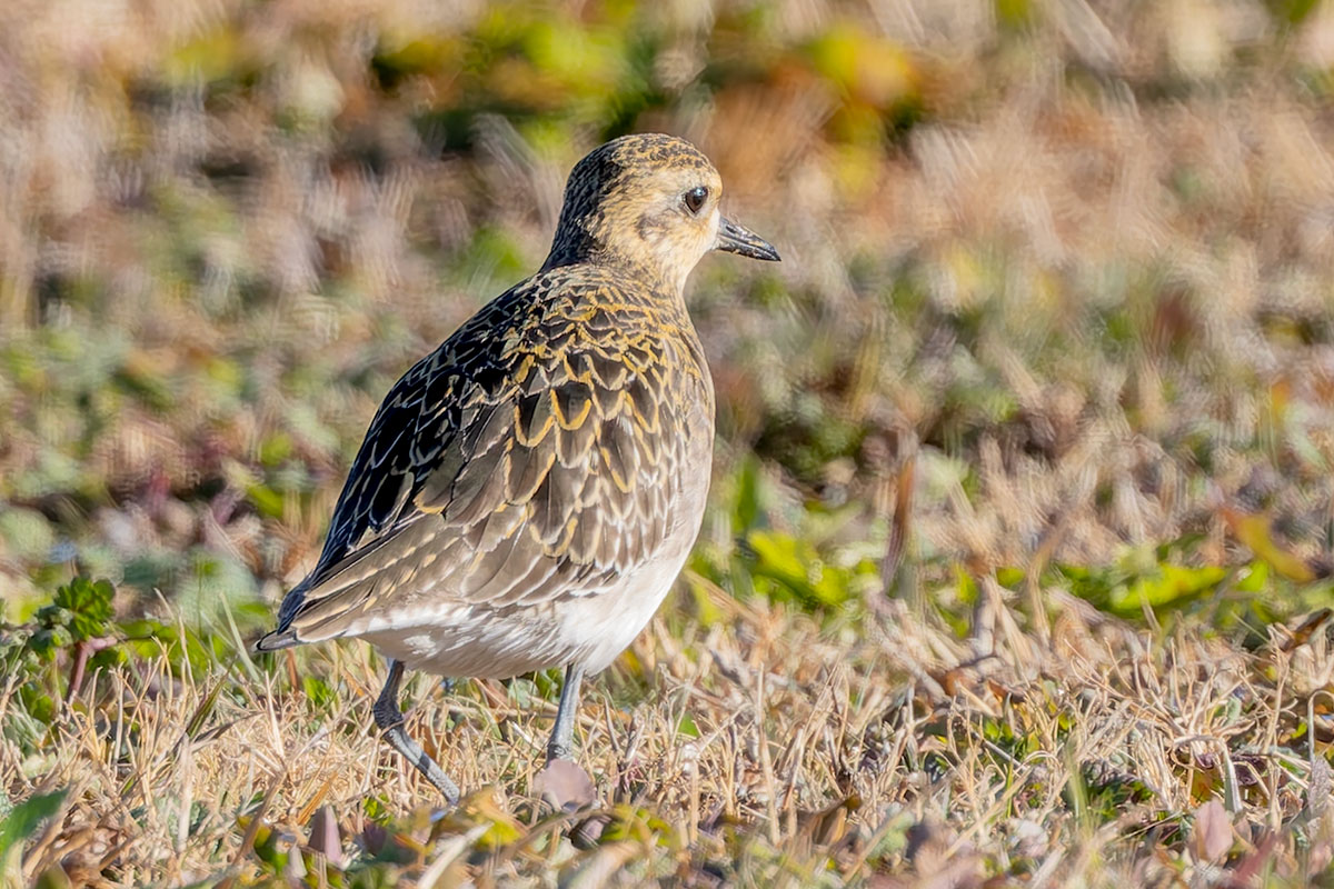 ホンダエアポートのムナグロ