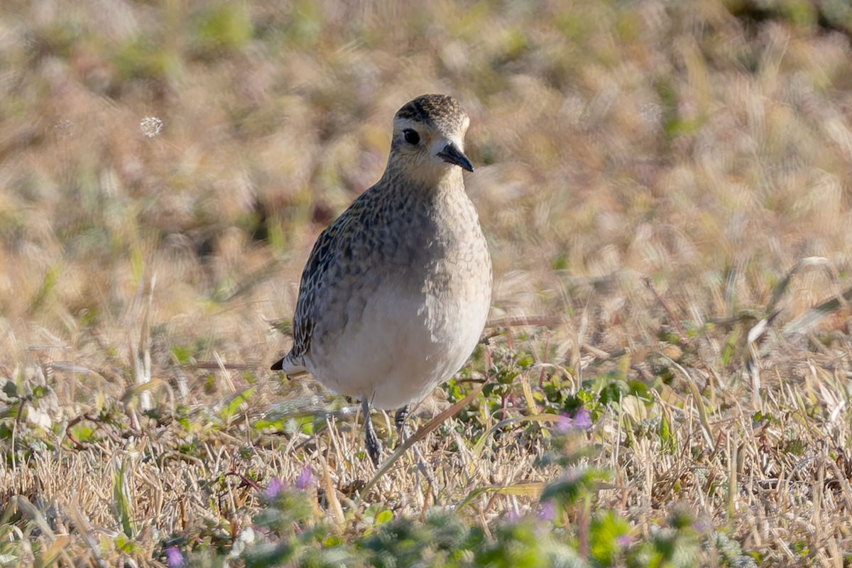 ホンダエアポートのムナグロ