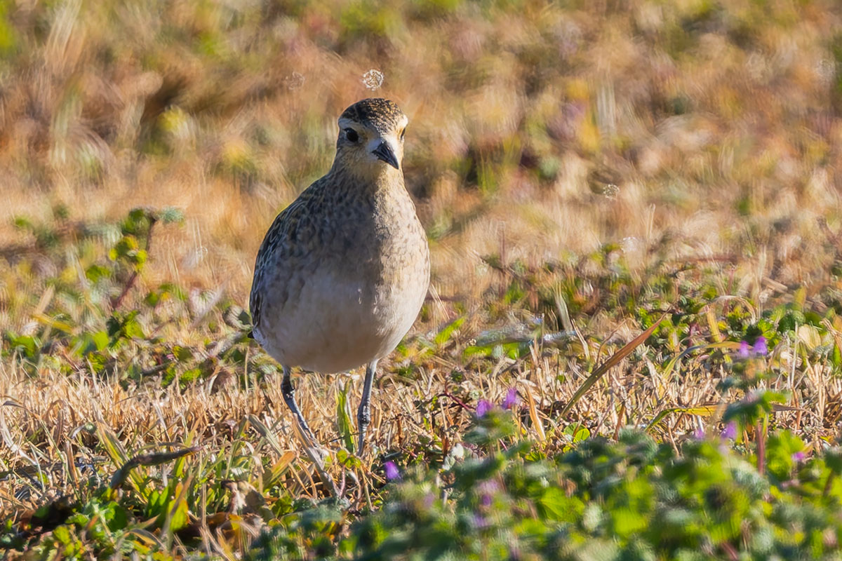 ホンダエアポートのムナグロ