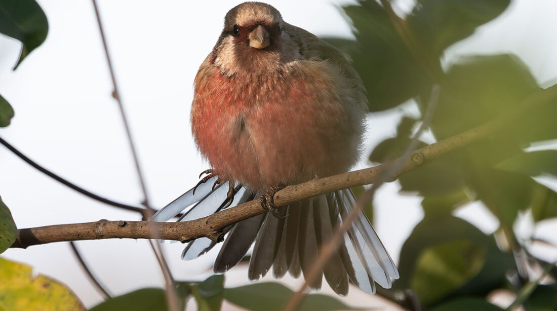 ふれあい松戸川のベニマシコ