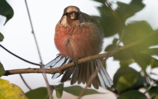 ふれあい松戸川のベニマシコ