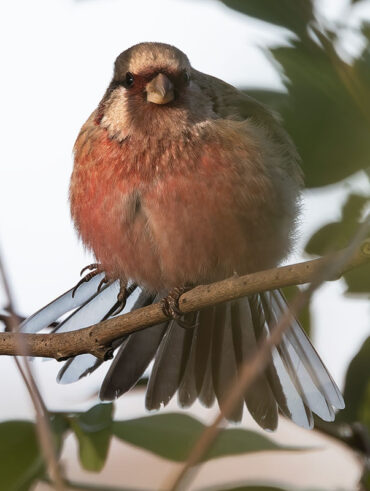 ふれあい松戸川のベニマシコ