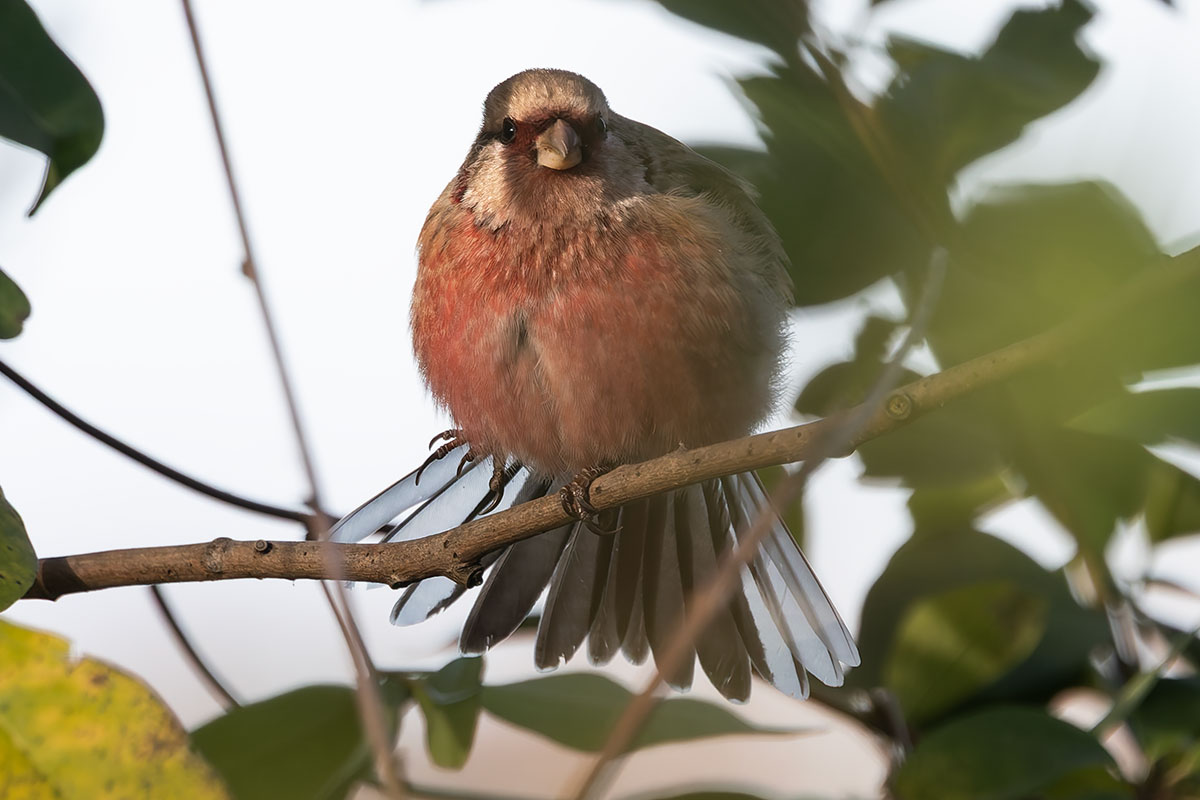 ふれあい松戸川のベニマシコ