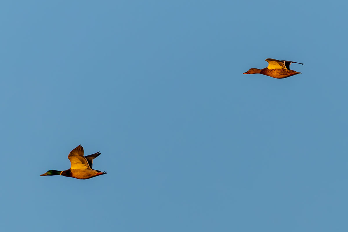 渡良瀬遊水地のマガモ