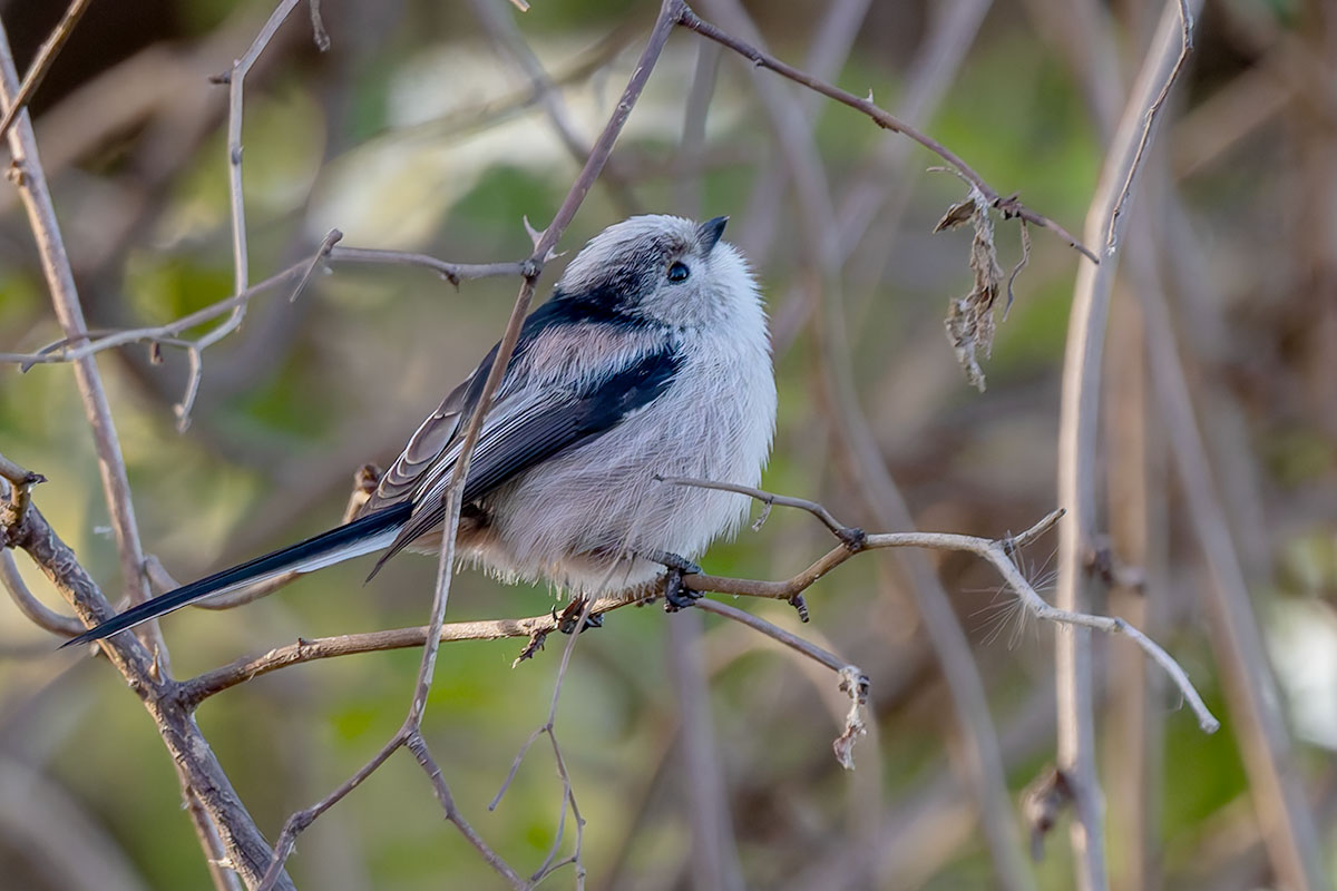 ふれあい松戸川のエナガ