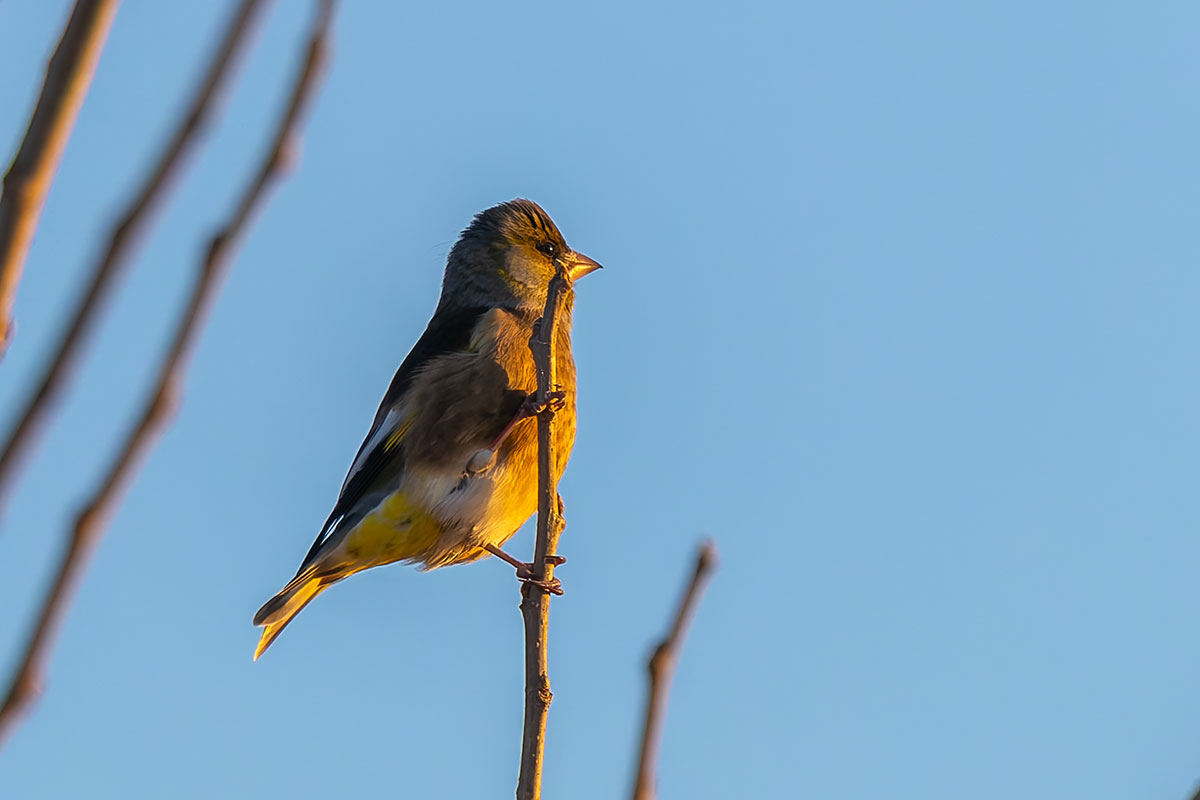 渡良瀬遊水地のカワラヒワ