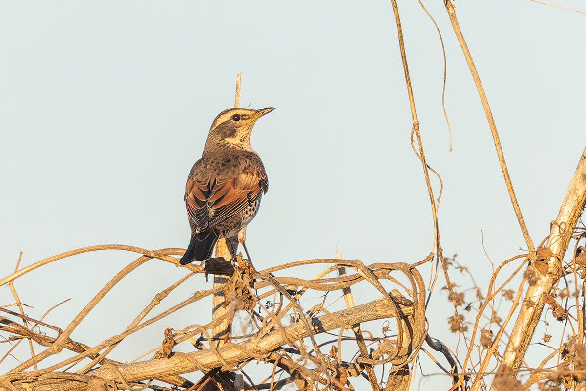 ホンダエアポートのツグミ