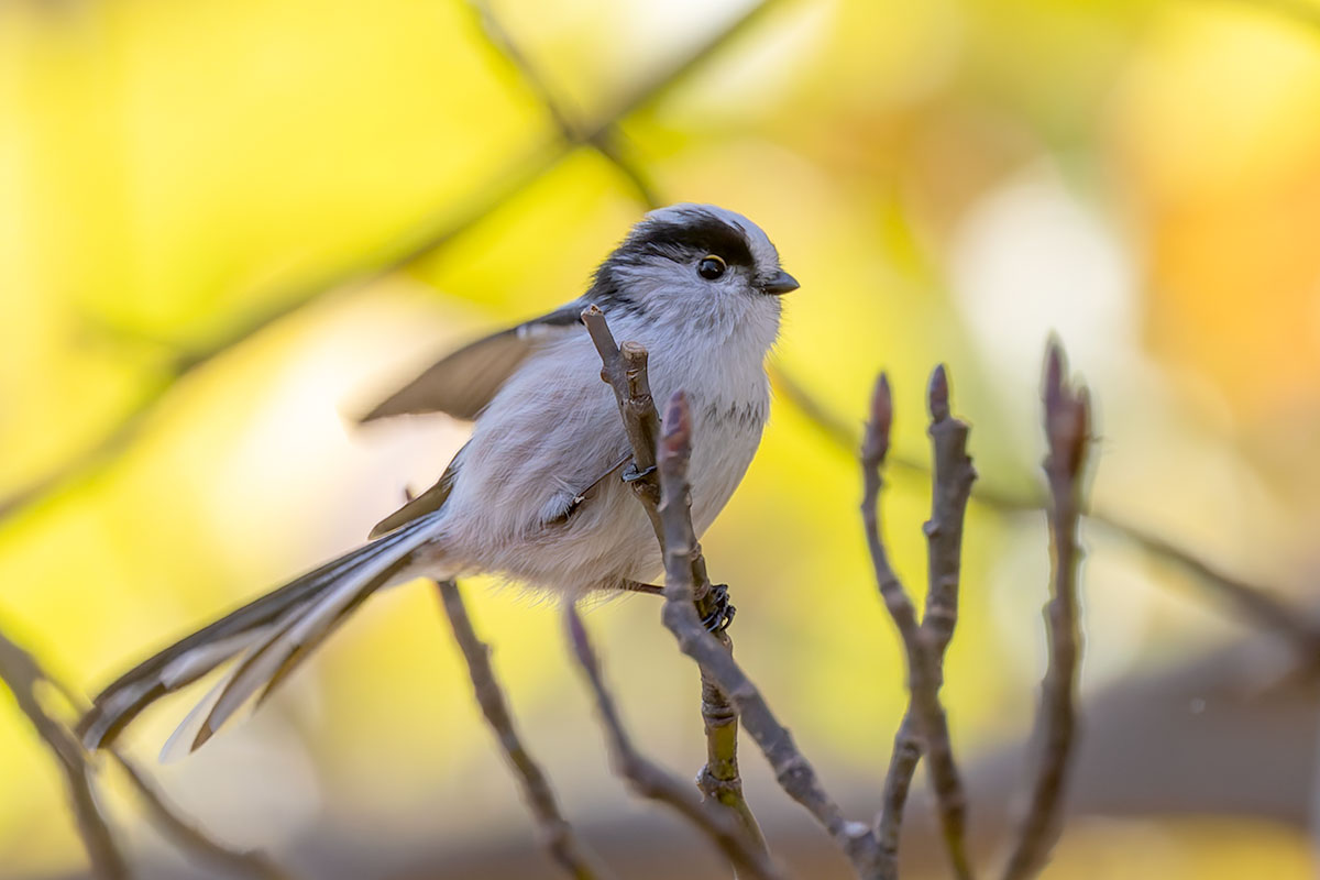 洗足池のエナガ