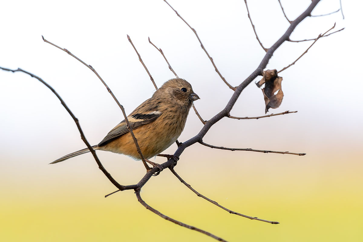 ふれあい松戸川のベニマシコ